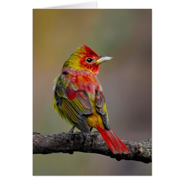 Cartão Tanager Escarlate Muda - Fotografia Original (Frente)