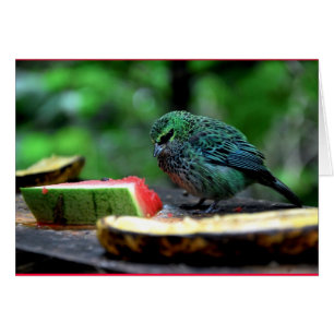 Cartão "Tanager Escondido"