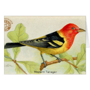 Cartão Tanager ocidental