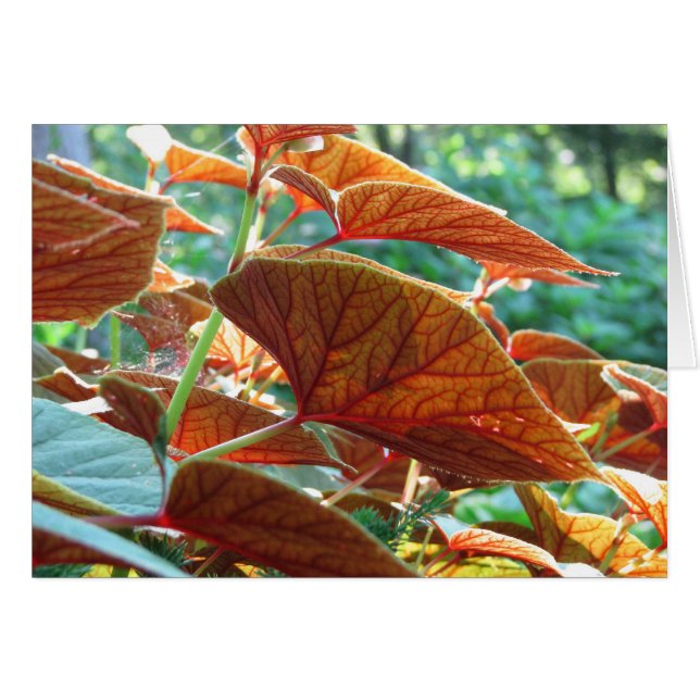 Cartão Tangido (Frente Horizontal)