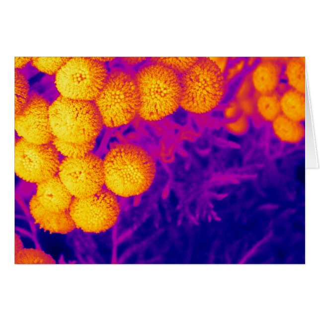 Cartão Tansy vibrante (Frente Horizontal)