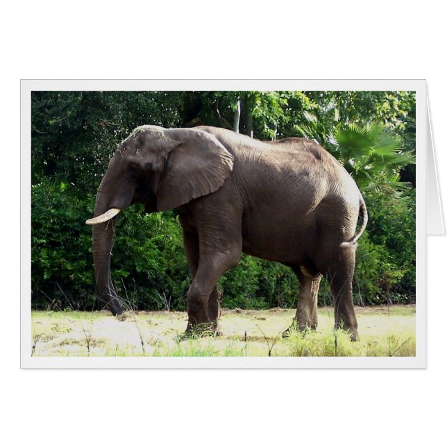 Cartão Tantor (Frente horizontal)