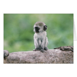 Cartão Tanzânia, Cratera de Ngorogoro. Close-up de selvag