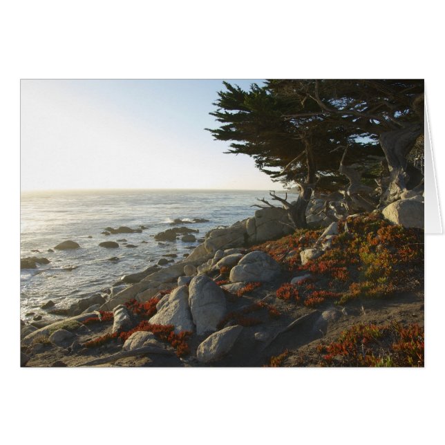 Cartão Tarde da queda no Pacífico (Frente horizontal)