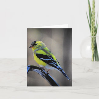 Cartão Tarde tarde vazio de dentro Goldfinch