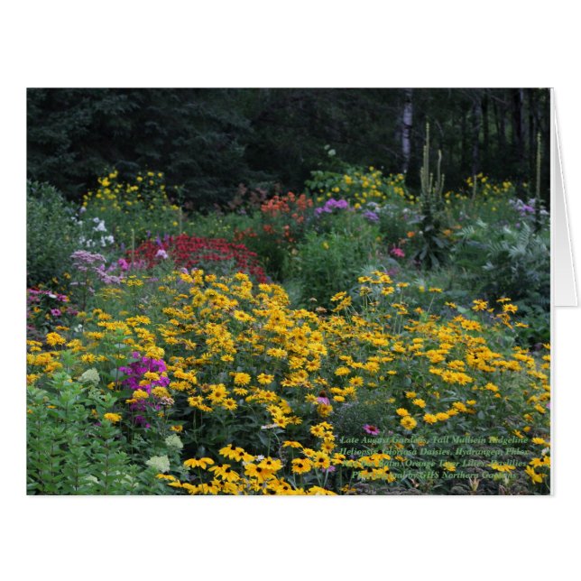 Cartão Tarde Verão, Mullein Ridgeline (Frente horizontal)