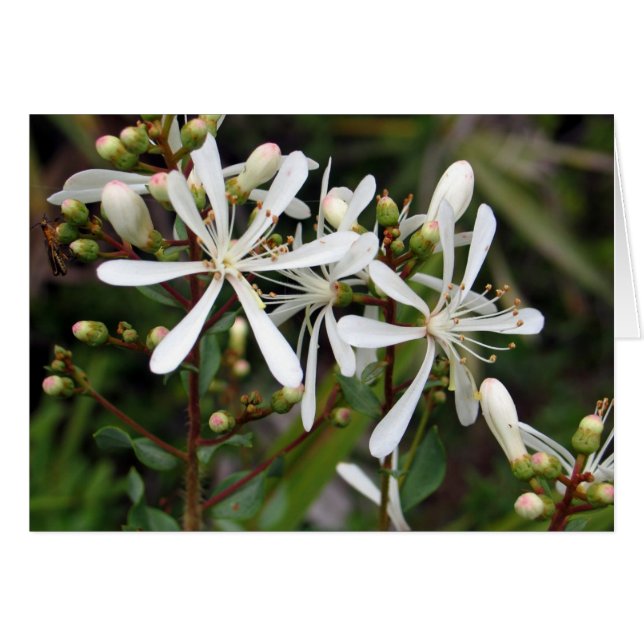 Cartão Tarflower (Frente horizontal)