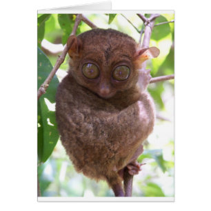 Cartão Tarsier filipino