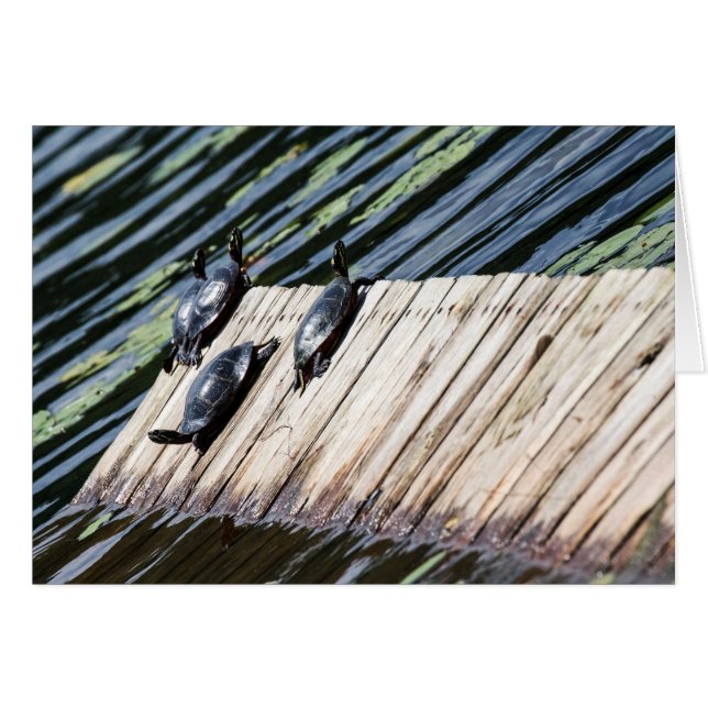 Cartão Tartaruga (Frente Horizontal)