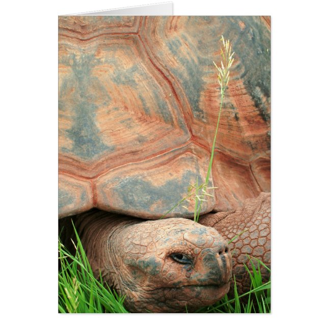 Cartão Tartaruga (Frente)