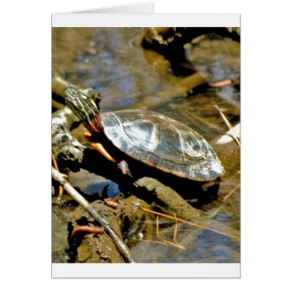 Cartão Tartaruga