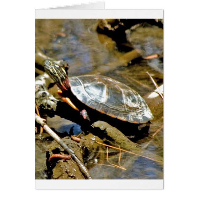 Cartão Tartaruga (Frente)