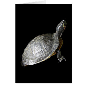 Cartão Tartaruga