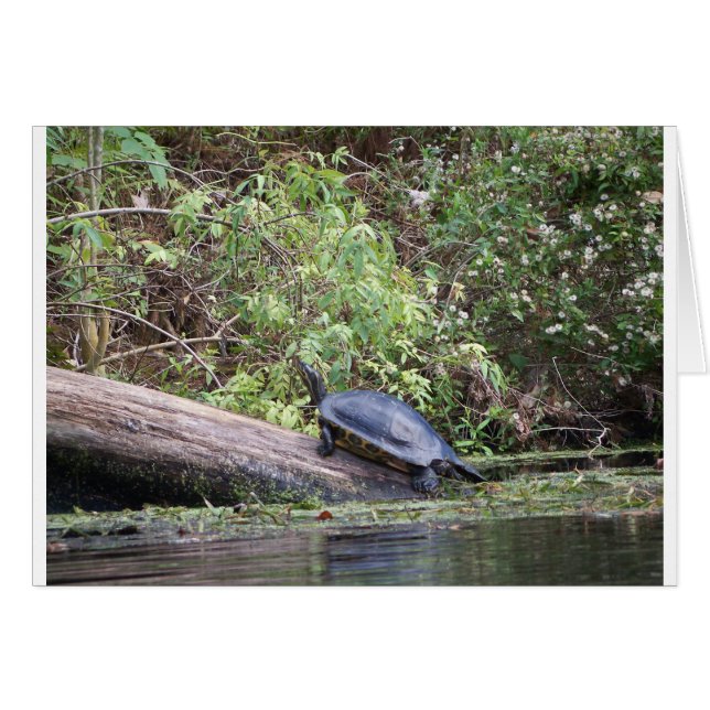 Cartão Tartaruga (Frente Horizontal)