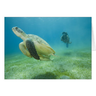 Cartão Tartaruga