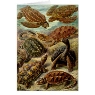 Cartão Tartaruga (Chelonia) por Haeckel