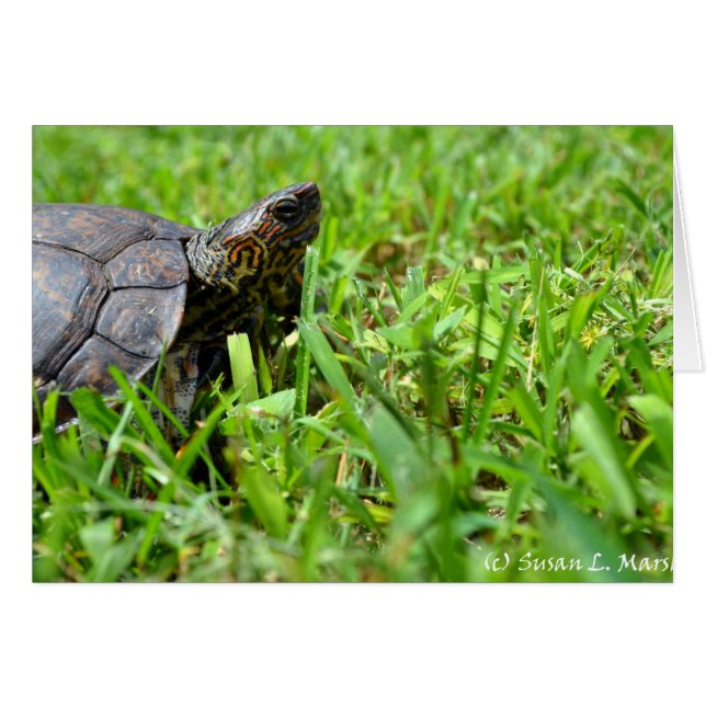 Cartão tartaruga de madeira ornamentado com aspecto direi (Frente horizontal)