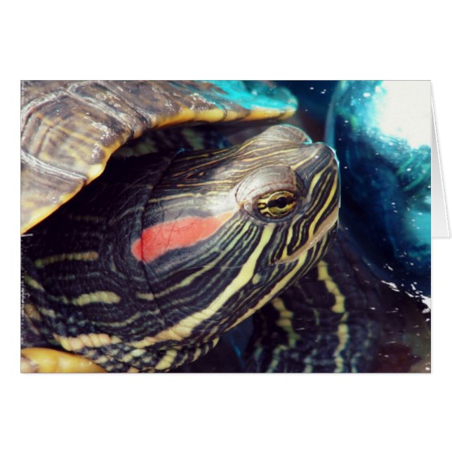 Cartão Tartaruga de Natal (Frente Horizontal)