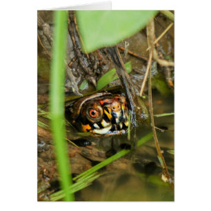 Cartão Tartaruga e Tadpoles de caixa