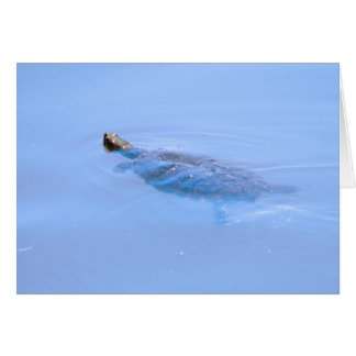 Cartão Tartaruga Em Pond