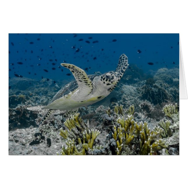 Cartão Tartaruga Marinha de Pente Nadando (Frente Horizontal)