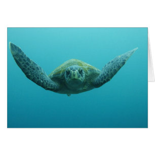Cartão Tartaruga Verde (Chelonia mydas agassisi), Central