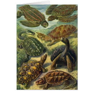 Cartão Tartarugas Marinhas e Jabutis Vintage por Ernst Ha