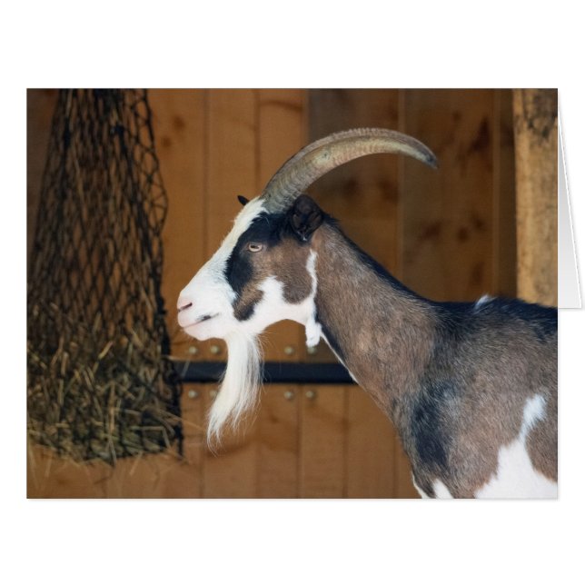 Cartão Tauernschecken-Ziege (Frente horizontal)