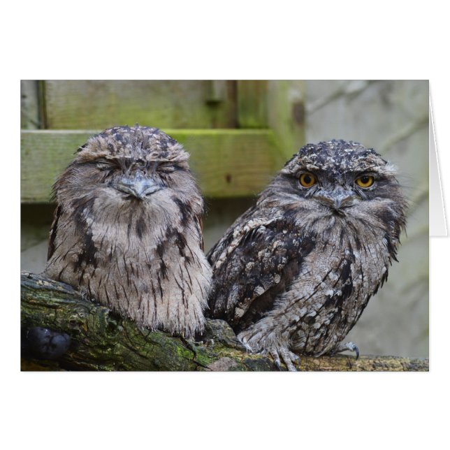 Cartão Tawny Frogmouth Birds (Frente horizontal)