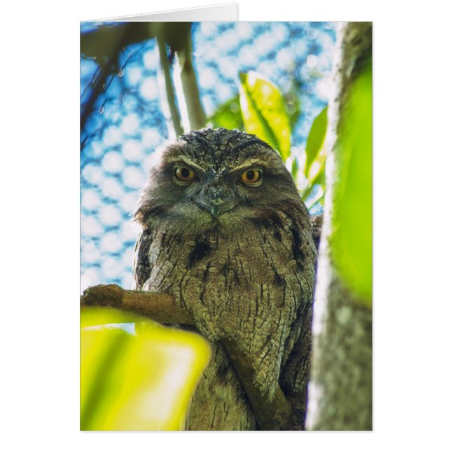 Cartão Tawny não é coruja (Frente)