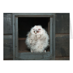 Cartão Tawny Owl