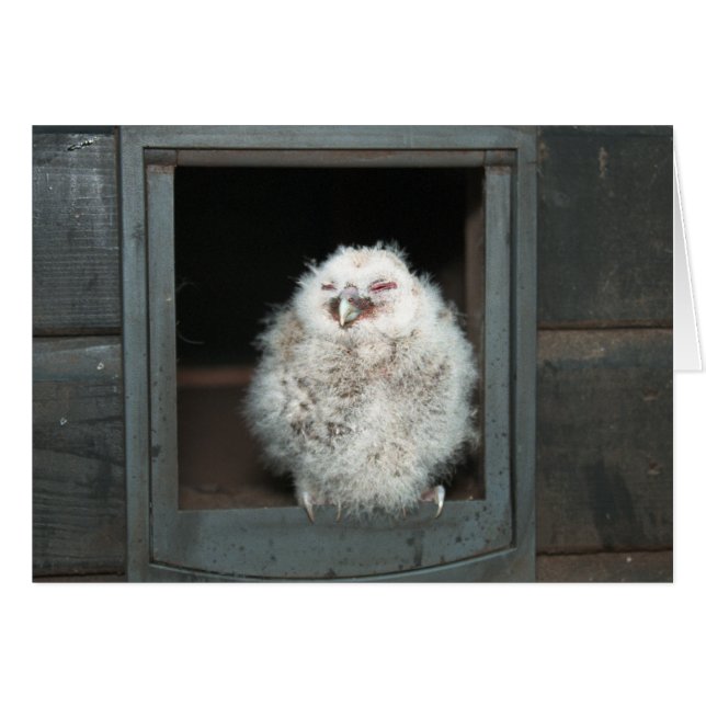 Cartão Tawny Owl (Frente Horizontal)