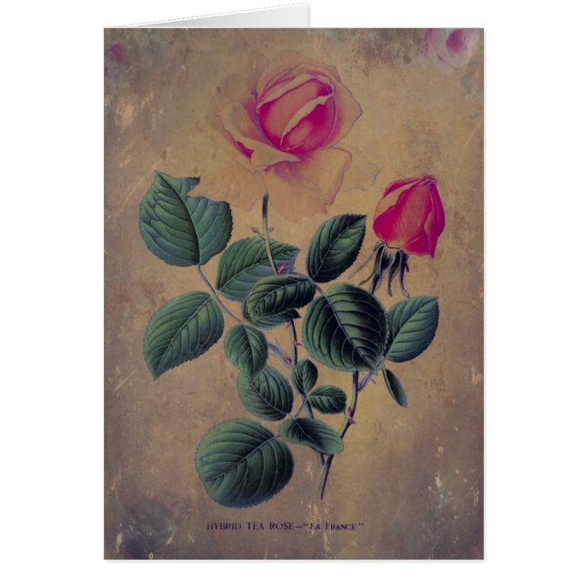 Cartão Tea Rosa Grunge, Dia de as mães (Frente)