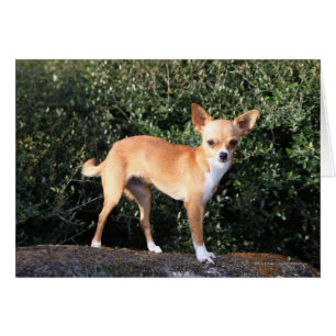 Cartão Teacup Chihuahua Puppy