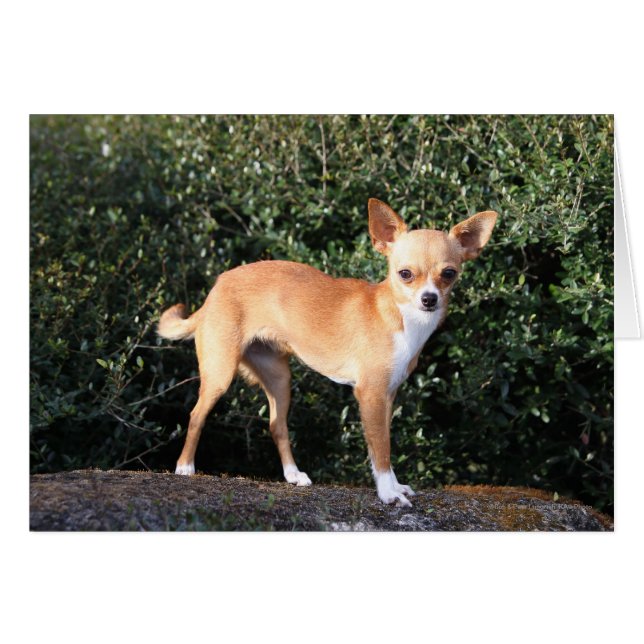 Cartão Teacup Chihuahua Puppy (Frente Horizontal)