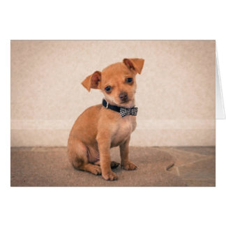 Cartão Teacup Puppy