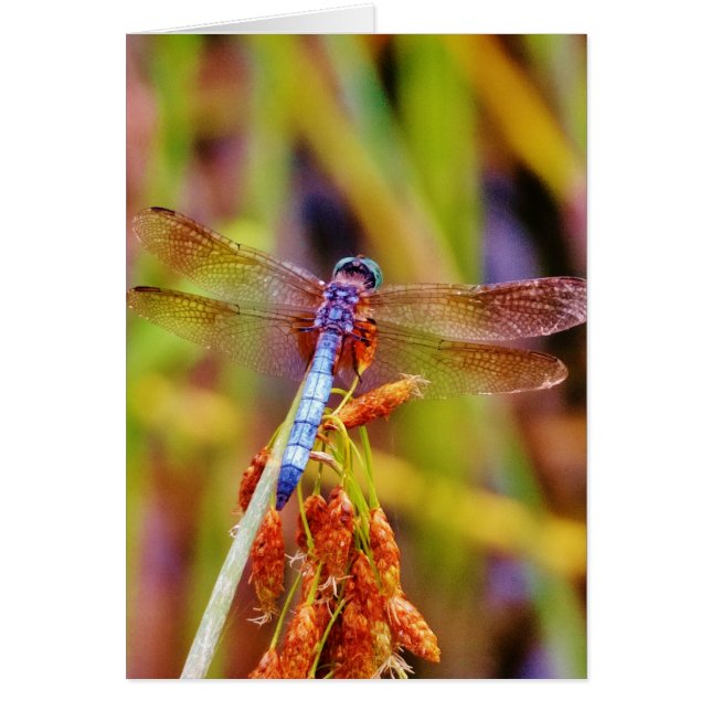 Cartão Teal Dragonfly na borda (Frente)