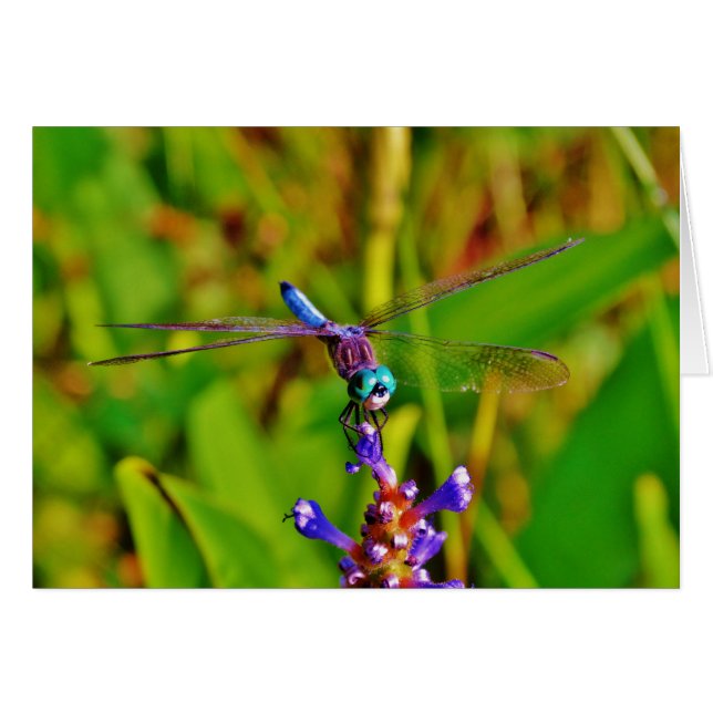 Cartão Teal Rainbow Dragonfly (Frente Horizontal)