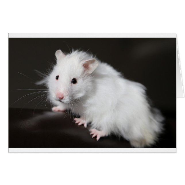 Cartão Teddy Bear Hamster (Frente Horizontal)