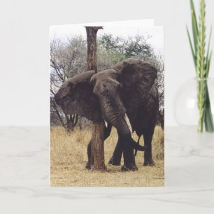 Cartão Tembo (Elephant) Scratching