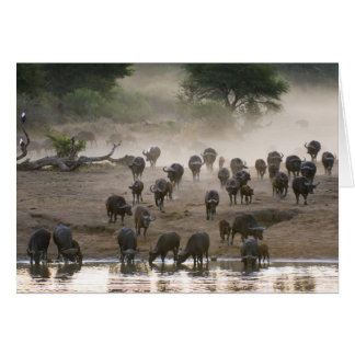 Cartão Tempestade da poeira do búfalo