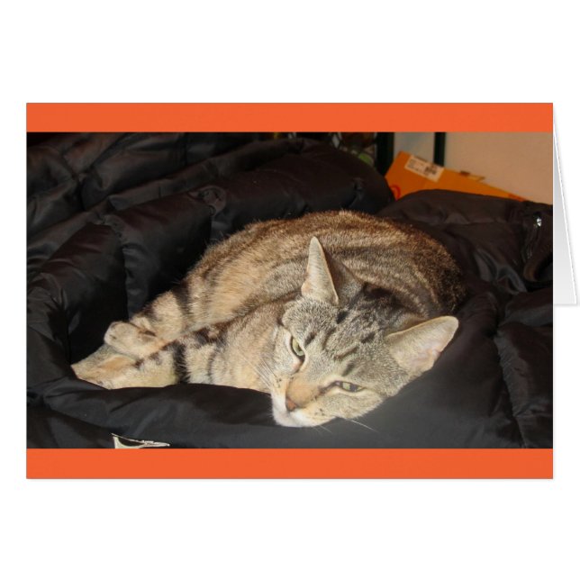 Cartão Tempo De Agitação Para O Indigo (Frente Horizontal)