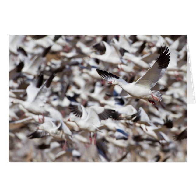 Cartão tempo de desativação (Frente Horizontal)