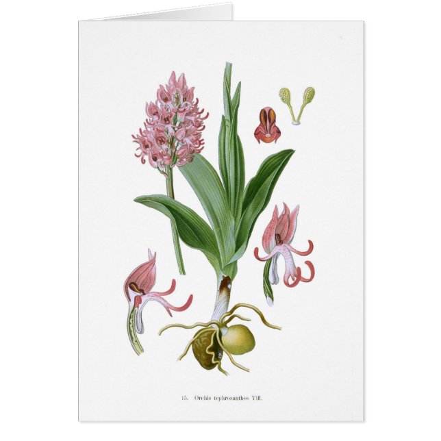 Cartão Tephrosanthos de Orchis (Frente)