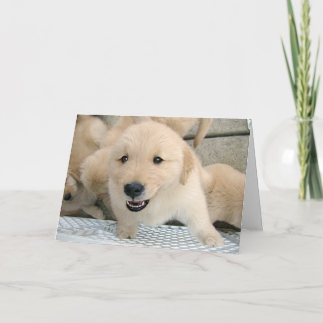 Cartão Terapêutica De Puppy Do Retriever De ouro Comece B (Frente)
