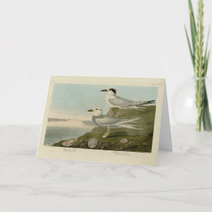 Cartão Tern Audubon Birds da América de Havell e Trudeau