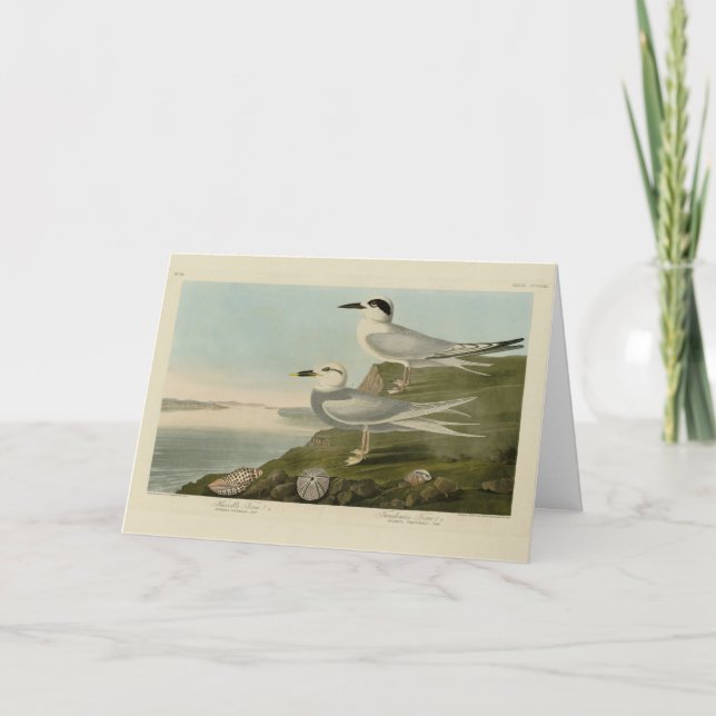 Cartão Tern Audubon Birds da América de Havell e Trudeau (Frente)