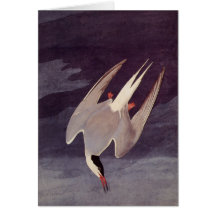 Terno Ártico por John James Audubon, Aves Vintage