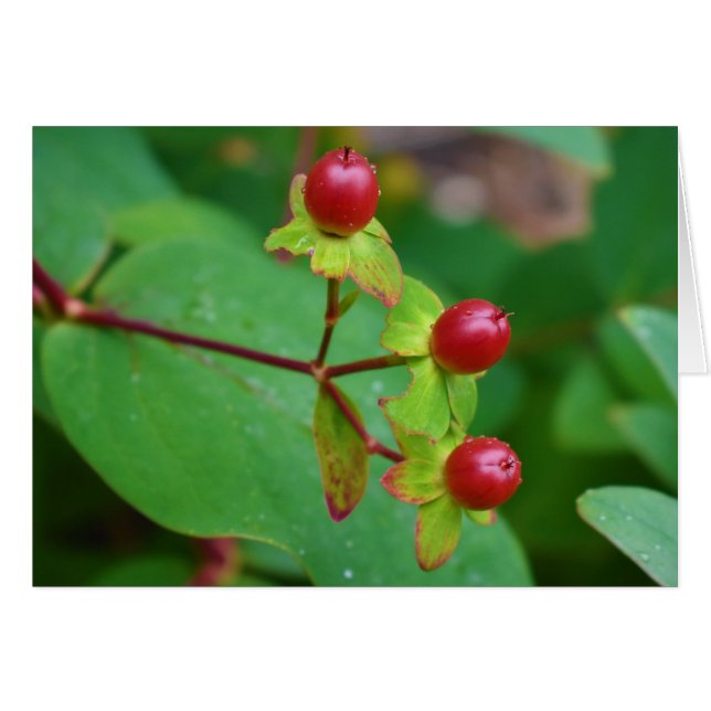 Cartão Terra Verde (Frente Horizontal)