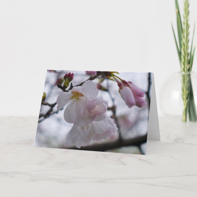 Cartão Terra Verde (Frente)